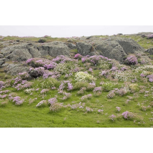 Scotland, Isle of May Flowers and boulders